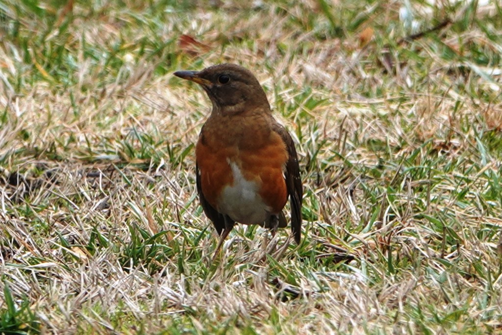 野鳥トレ　153　アカハラ_b0227552_19010598.jpg