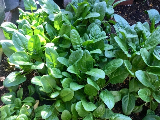 a0053063_13242965.jpeg