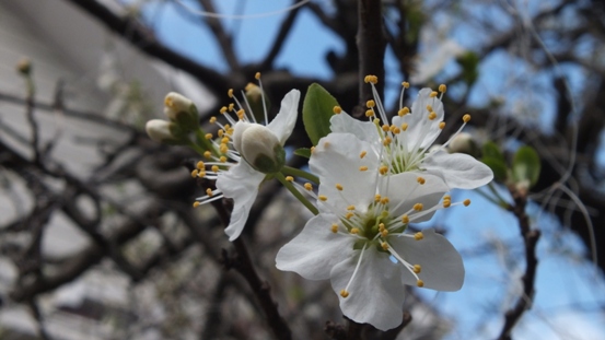 サンタローザの花 すもも エンジョイライフ