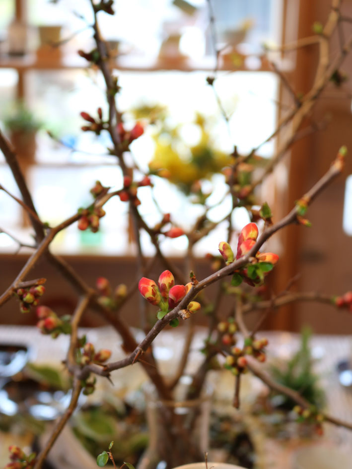 満開のミモザと蕾のボケの花　〜３月半ばの店内のようす〜_c0334574_20002694.jpg