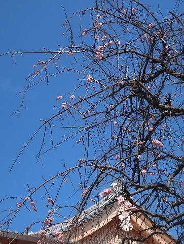 梅花の候　～「北野天満宮」「わら天神宮」_d0098183_08463541.jpg