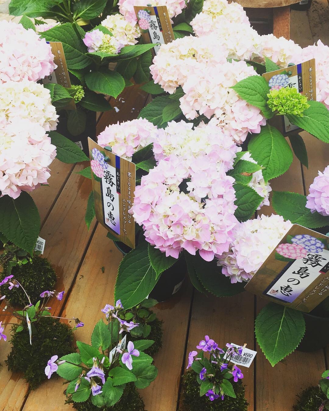 季節の花_a0129492_08054292.jpeg