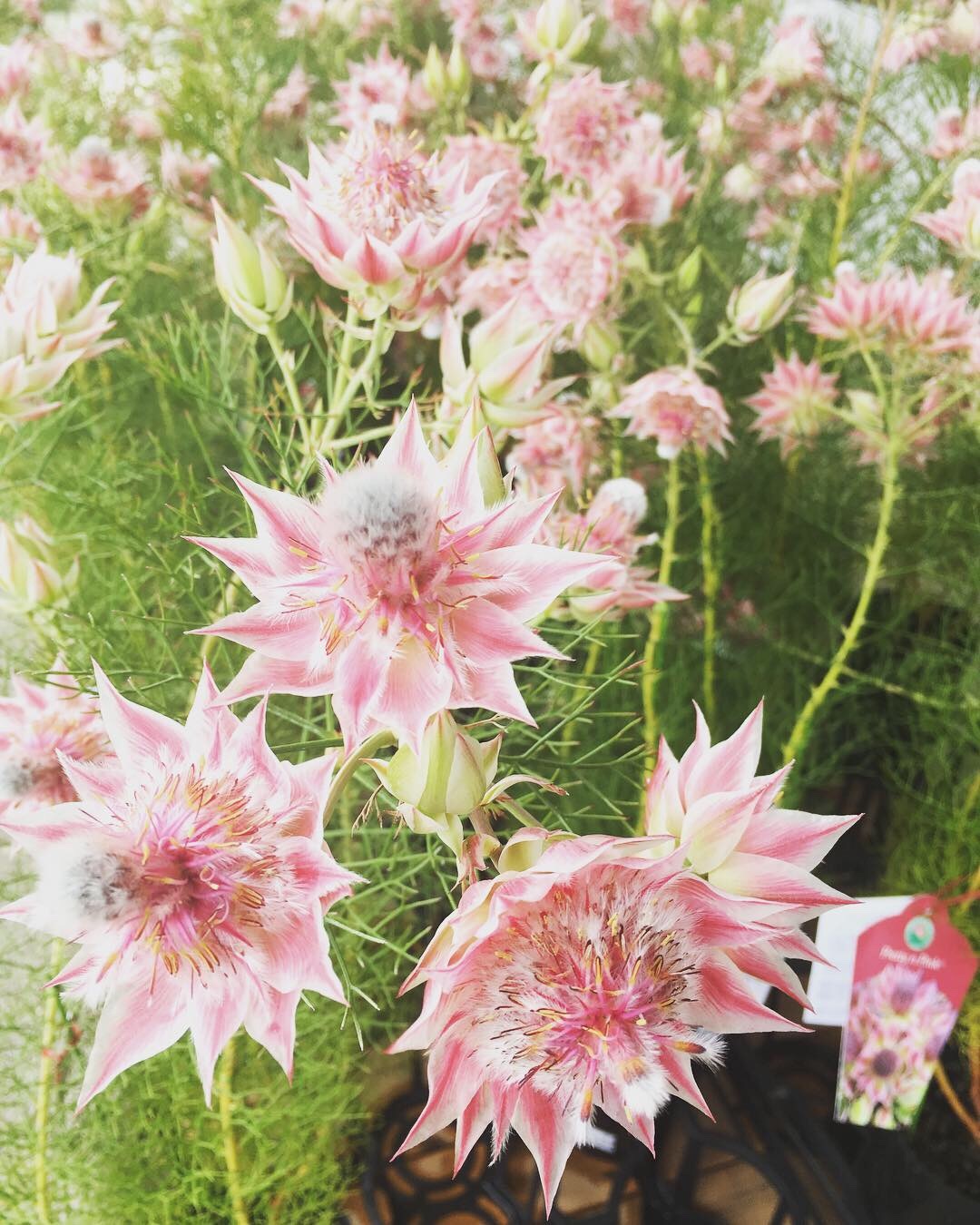 季節の花_a0129492_08060588.jpeg
