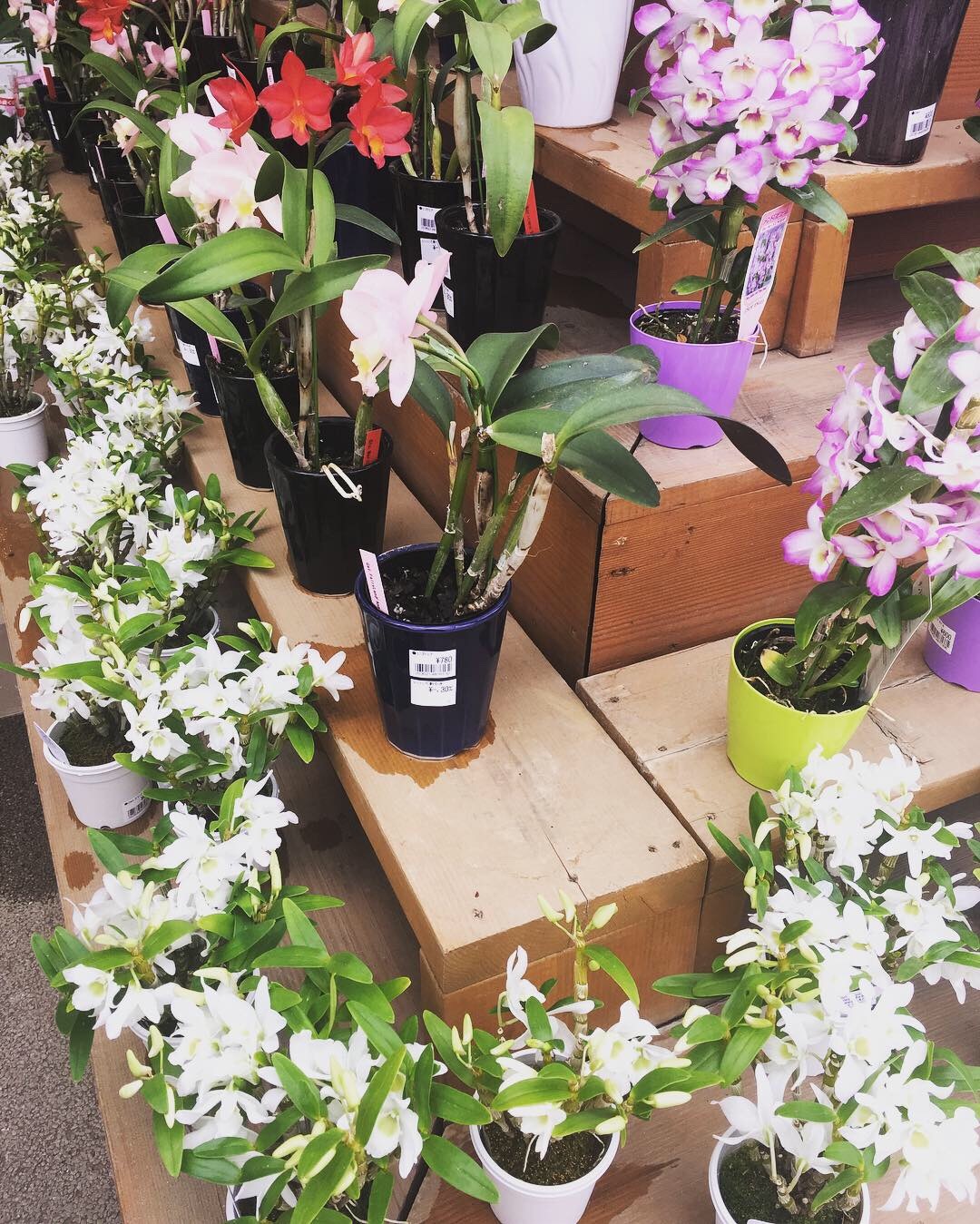季節の花_a0129492_08062756.jpeg