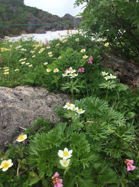 季節の花_a0129492_08201229.jpeg