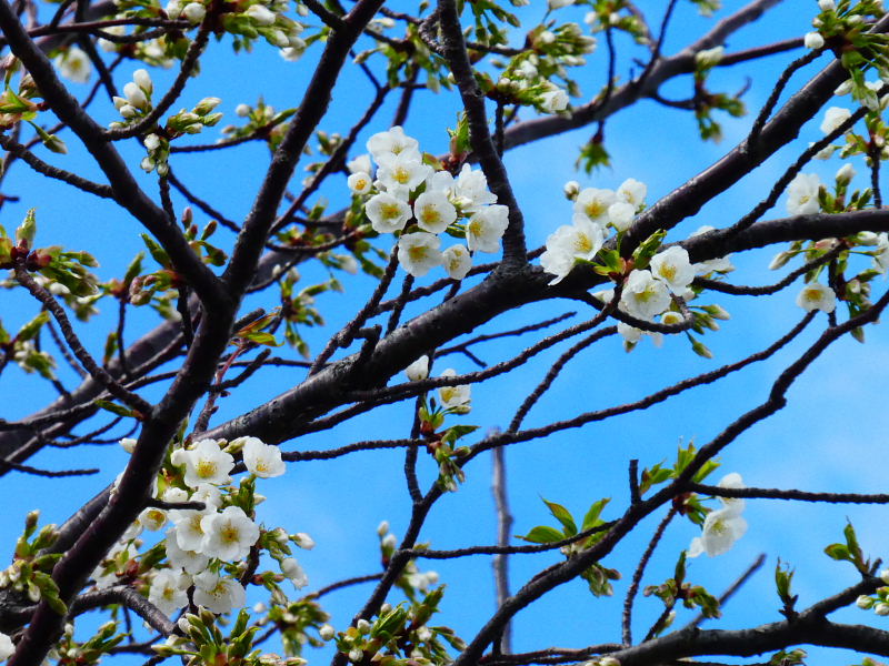 大島桜 プリムラジュリアン ポリアンサ イベリススノーサーファー 霧島躑躅 葉牡丹 ロクアイつれづれ２