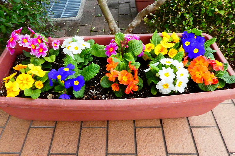 大島桜 プリムラジュリアン ポリアンサ イベリススノーサーファー 霧島躑躅 葉牡丹 ロクアイつれづれ２