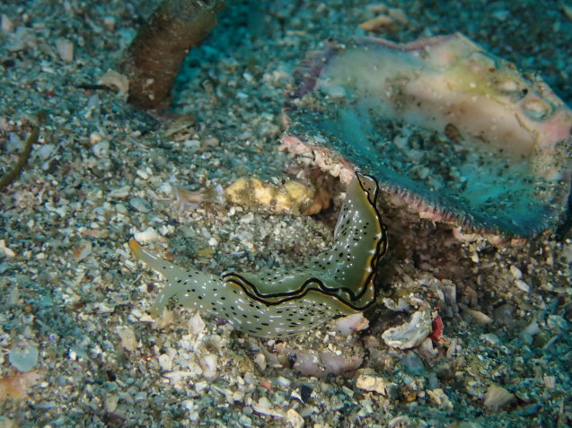 e0115199_17555973.jpg