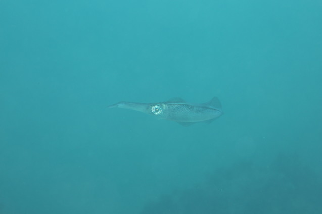 e0115199_18034260.jpg