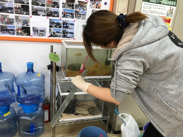 3月12日(火)☆TOMMYアウトレット☆あゆブログヾ(・ω・ ) オデッセイY様納車♪ N様バックオーダーアクア到着☆_b0127002_17411446.jpg