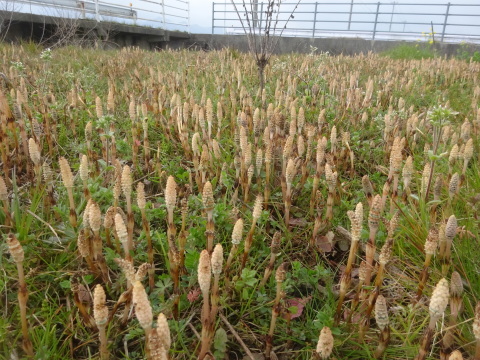 つくし群生・「土筆」3回採って春の味覚…2019/3/21_f0231709_20523586.jpg