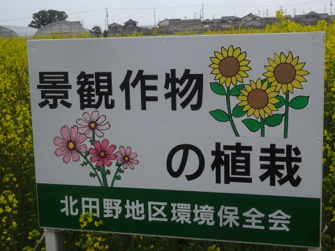 西条市丹原町北田野の菜の花畑…2019/3/12_f0231709_21225316.jpg