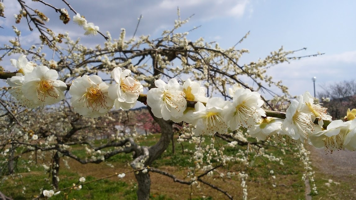 佐奈川桜づつみ公園のしだれ梅_e0099212_22475304.jpg