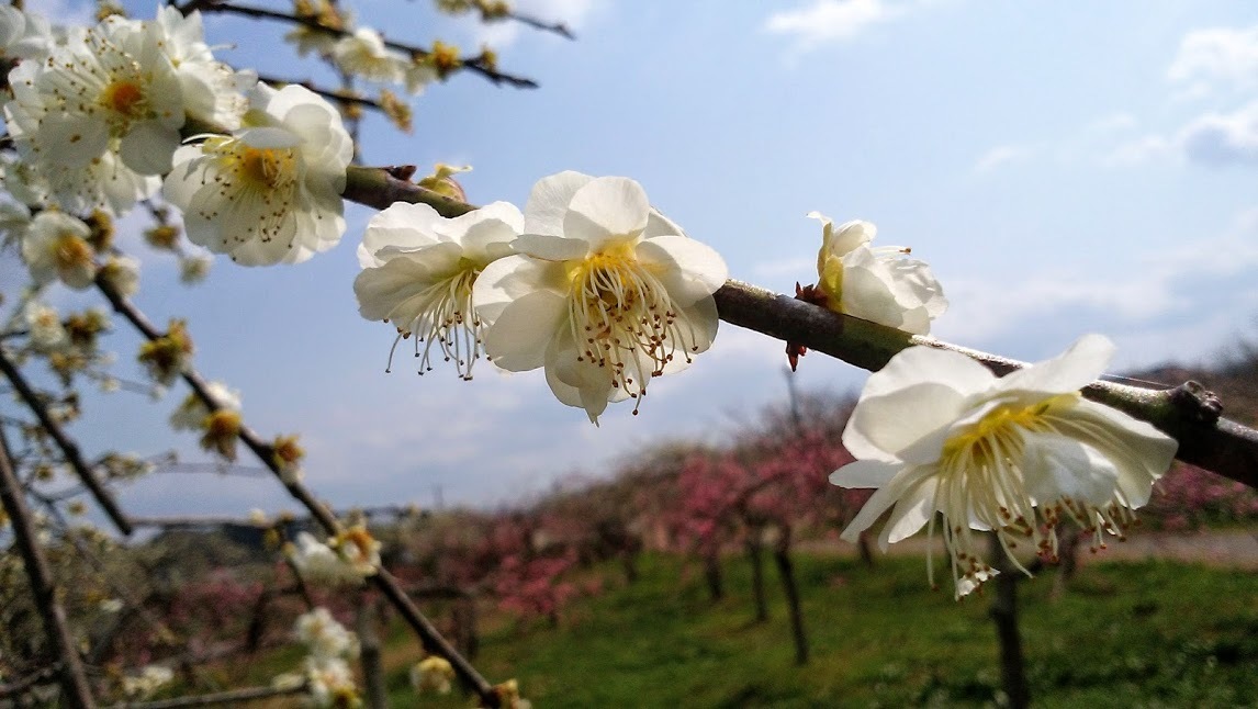 佐奈川桜づつみ公園のしだれ梅_e0099212_22482678.jpg