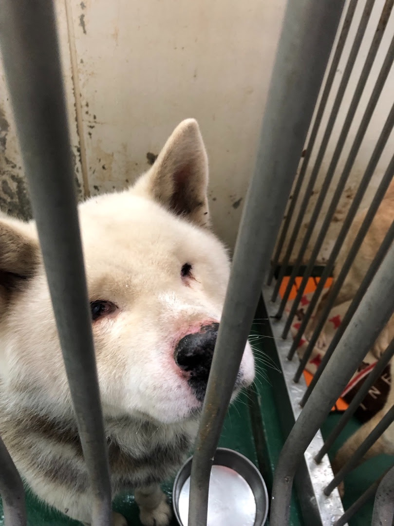 センターの盲目の秋田くん もももの部屋 怖がりで攻撃性の高い秋田犬のタイガ 老犬 雑種のベスの共同生活 保護活動の記録です 時々お空のモカも登場 センターの盲目の秋田くん もももの部屋 怖がりで攻撃性の高い秋田犬のタイガ 老犬 雑種のベスの共同生活 保護活動の記録です 時々お空のモカも登場