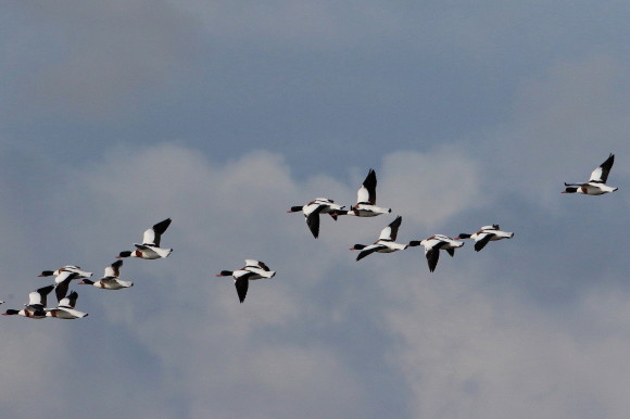 九州佐賀探鳥記 ツクシガモ飛翔 HYK_d0346713_09085547.jpg