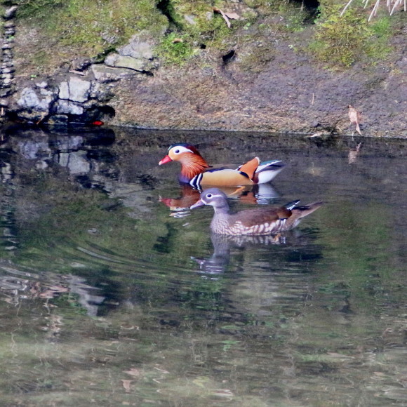 九州佐賀探鳥記　　オシドリ　　ＹＴＭ_d0346713_10021265.jpg