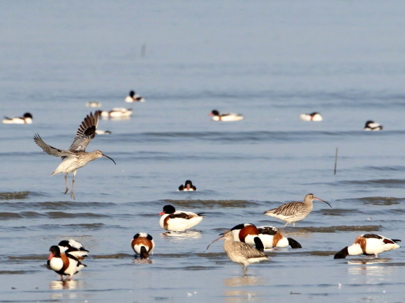 九州佐賀探鳥記　　ダイシャクシギ　　ＨＹＫ_d0346713_16105862.jpg