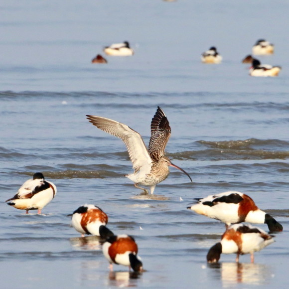 九州佐賀探鳥記　　ダイシャクシギ　　ＨＹＫ_d0346713_16110624.jpg