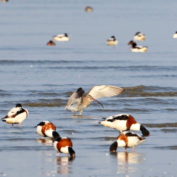 九州佐賀探鳥記　　ダイシャクシギ　　ＨＹＫ_d0346713_16111471.jpg