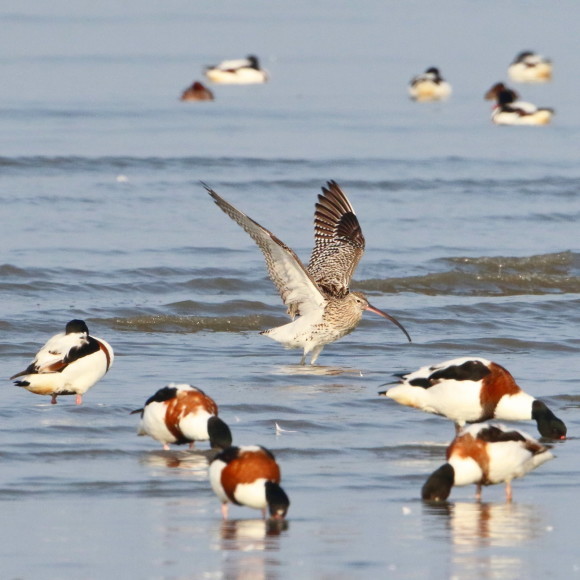 九州佐賀探鳥記　　ダイシャクシギ　　ＨＹＫ_d0346713_16112266.jpg