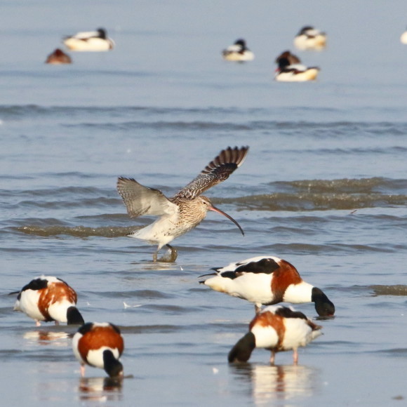 九州佐賀探鳥記　　ダイシャクシギ　　ＨＹＫ_d0346713_16113072.jpg