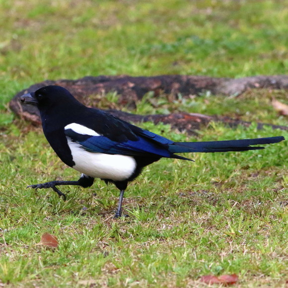 九州佐賀探鳥記 カチガラス OGK_d0346713_18372868.jpg
