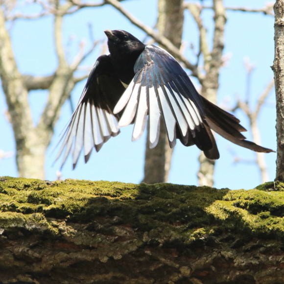 九州佐賀探鳥記 カチガラス OGK_d0346713_18373595.jpg