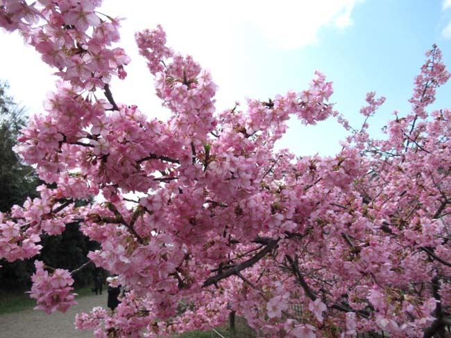 京都市 淀の河津桜満開_e0048413_21071438.jpg