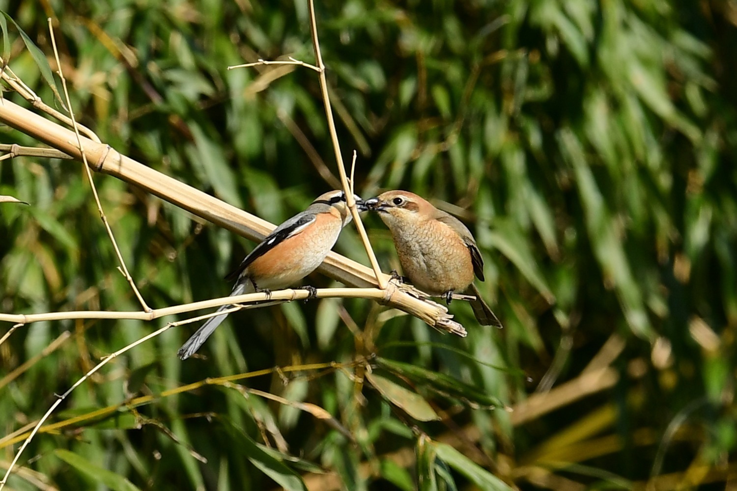 小さすぎるカワセミと大きすぎる野鳥_f0133213_20174660.jpg