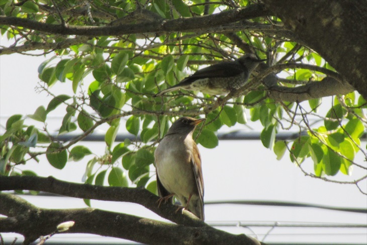 昼休み鳥見　シロハラ_f0372624_21274193.jpg