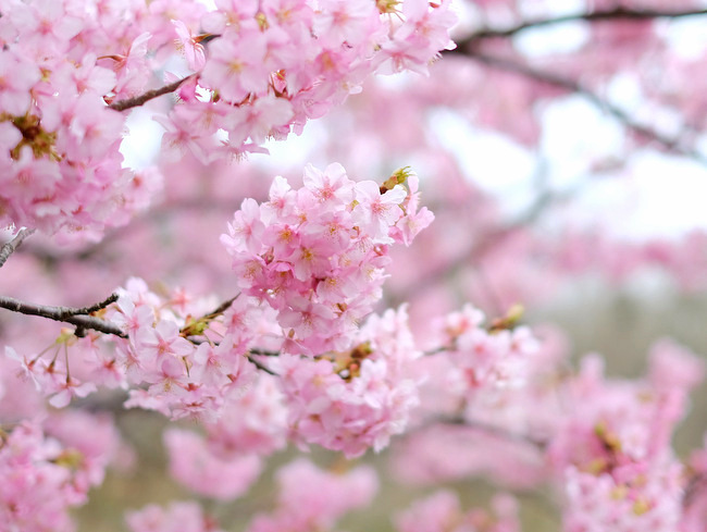 「千葉の花旅！頼朝桜、いちご狩り、食事処ばんや」_a0000029_11153337.jpg