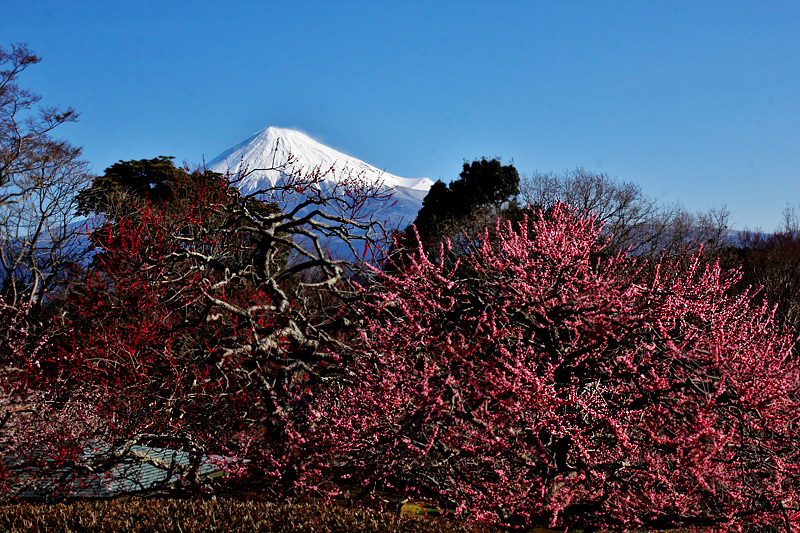 梅＆富士山_f0380240_20051761.jpg