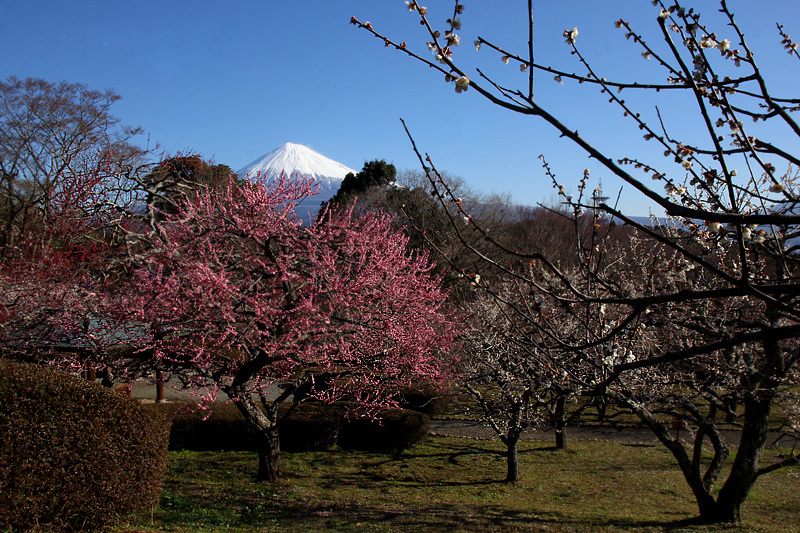 梅＆富士山_f0380240_20055524.jpg