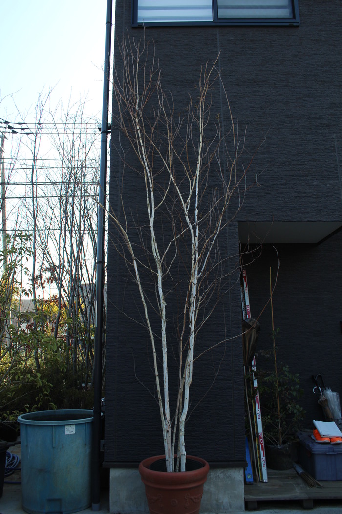 完売：白樺の鉢植え No.16