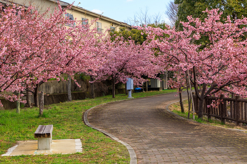 桜咲く京都2019　淀水路の河津桜_f0155048_0131021.jpg