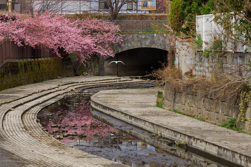 桜咲く京都2019　淀水路の河津桜_f0155048_0144921.jpg