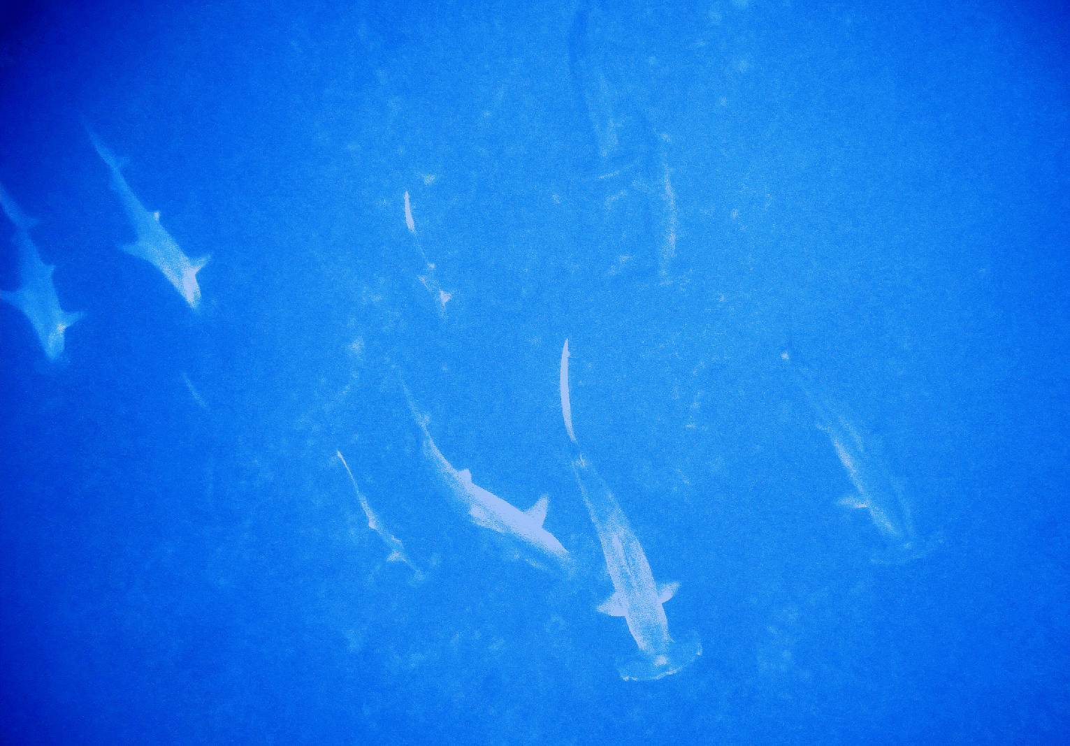 d0113459_18334591.jpg