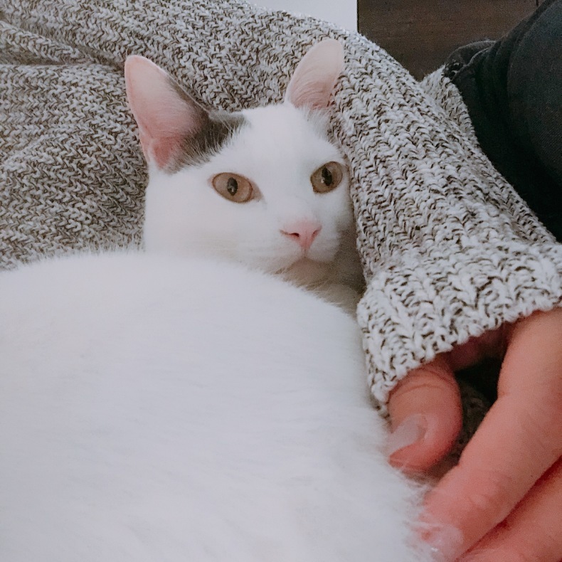 福猫雪路さん。_f0390061_17221190.jpeg