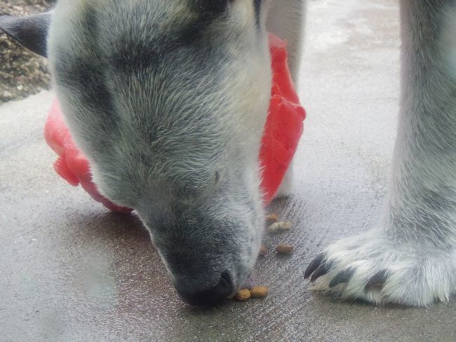 2月21日のとくしま動物園のポロロ③_b0014576_11311575.jpg