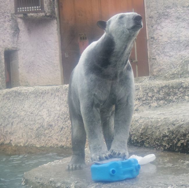 2月21日のとくしま動物園のポロロ③_b0014576_11384346.jpg