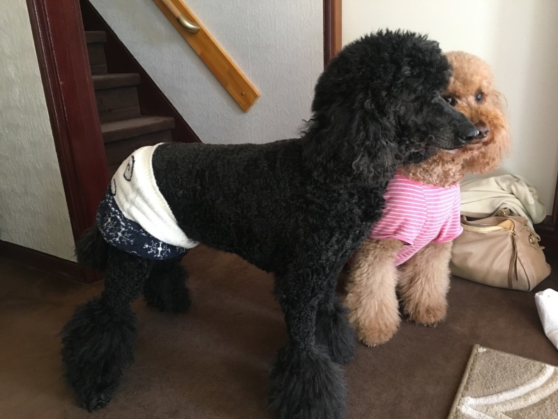 c0283778_16260050.jpeg