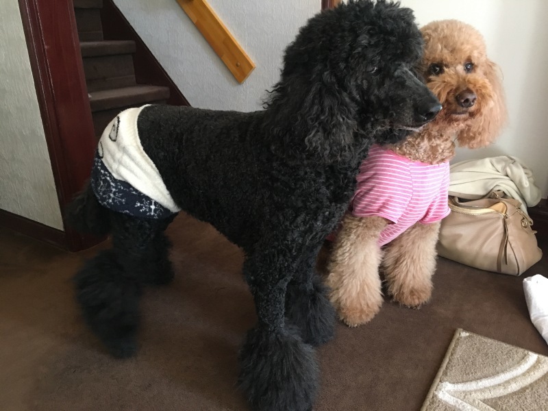 c0283778_16292950.jpeg