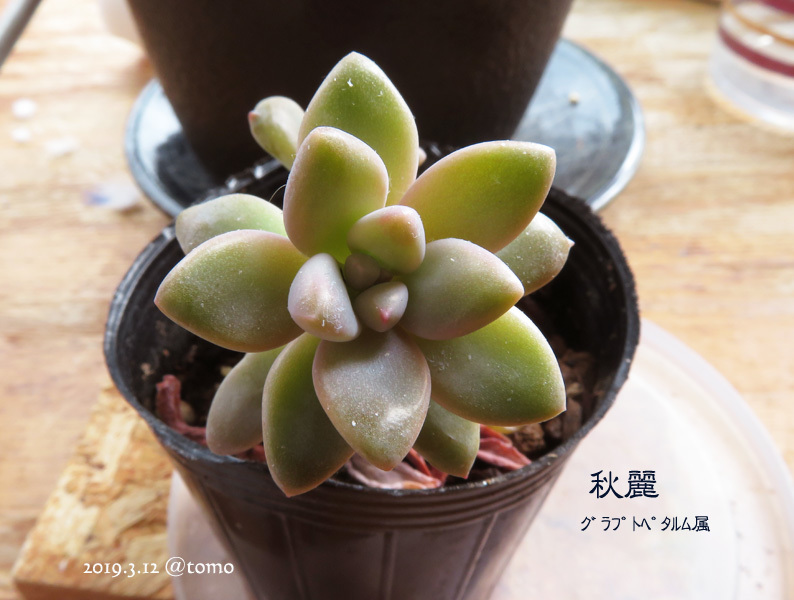 多肉植物my図鑑 Photo Album 多肉植物my図鑑 Photo Album