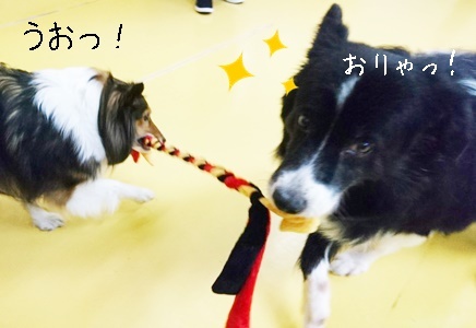 みんな大好き綱引き!_f0357682_13301752.jpg