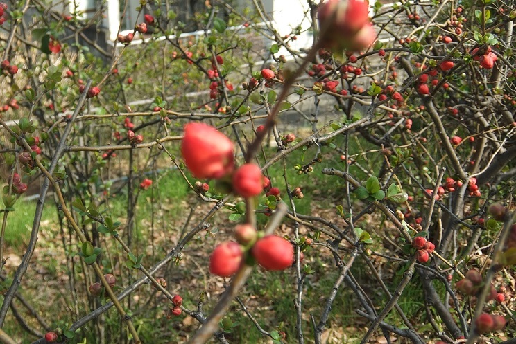 玉川上水緑道公園_e0304394_17492772.jpg