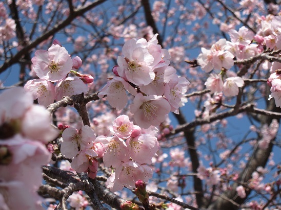 早咲きの桜のお花見_c0117898_19553804.jpg