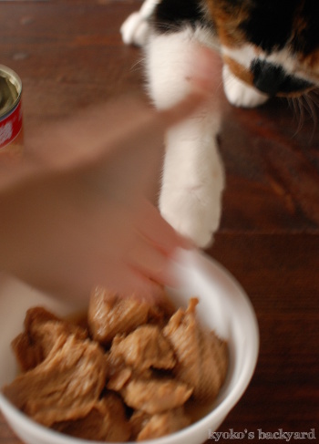 セイタンを狙う猫_b0253205_04231762.jpg