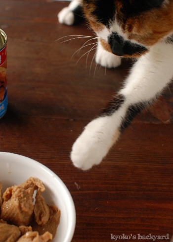 セイタンを狙う猫_b0253205_04232790.jpg