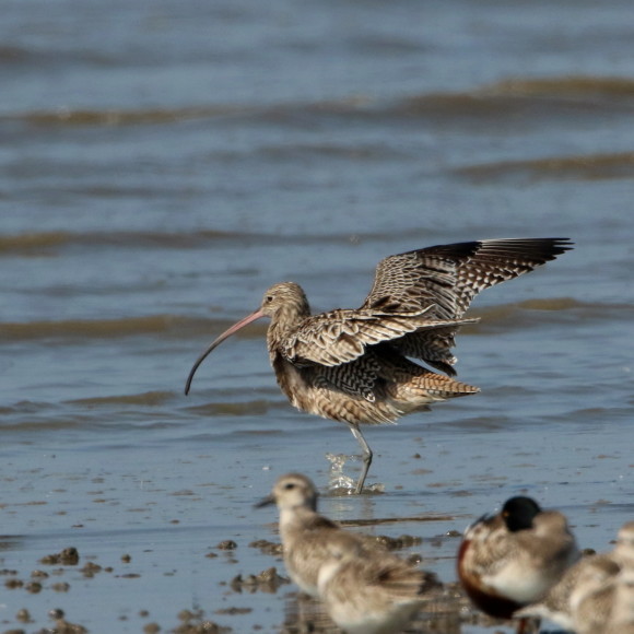 九州佐賀探鳥記　　ホウロクシギ　　ＨＹＫ_d0346713_22480510.jpg